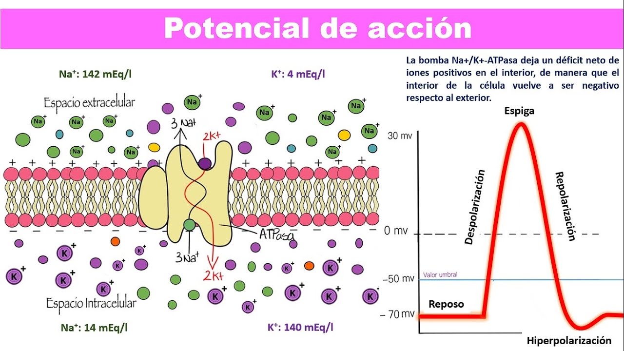 Potencial de acción: fases, canales iónicos y período refractario (explicado paso a paso)