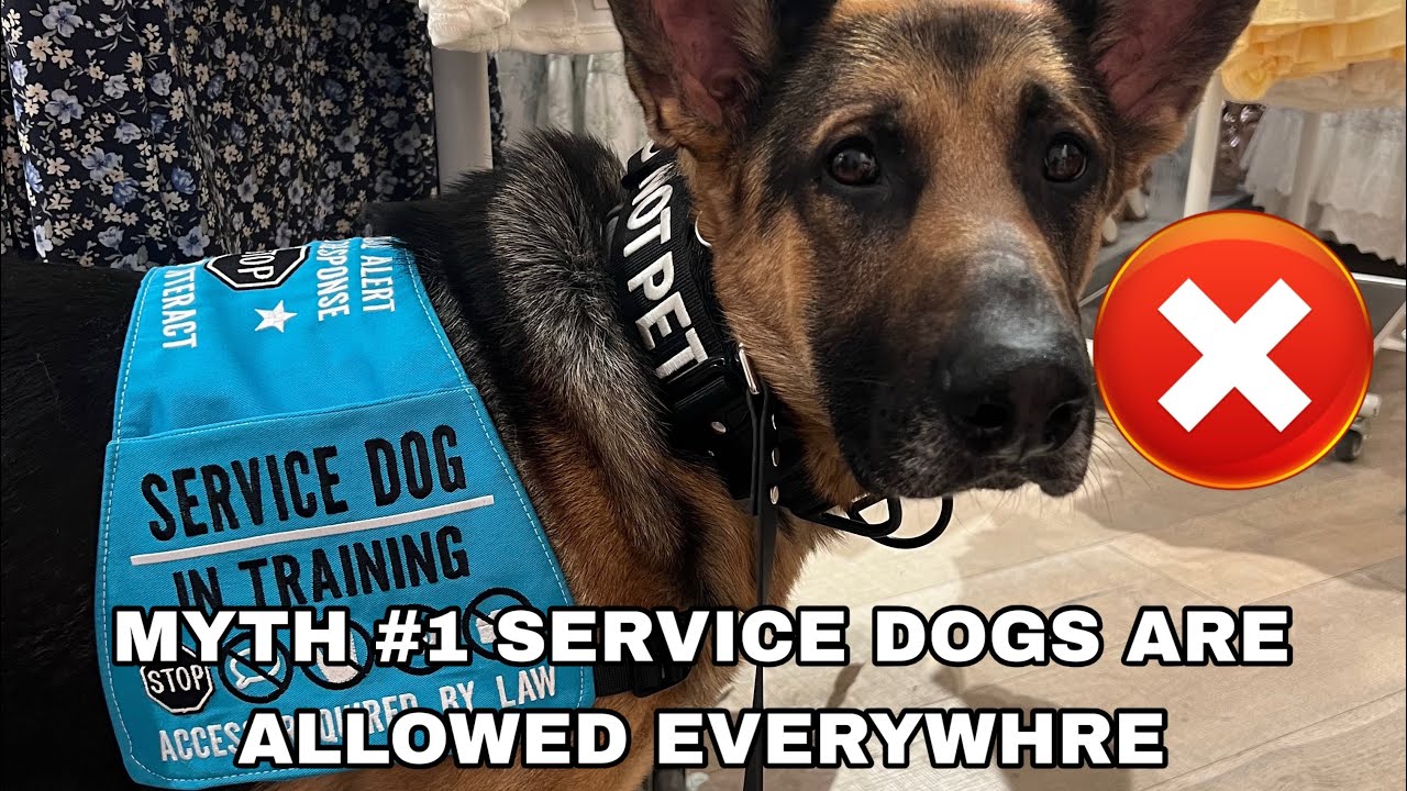 Debunking Common Service Dog Myths!
