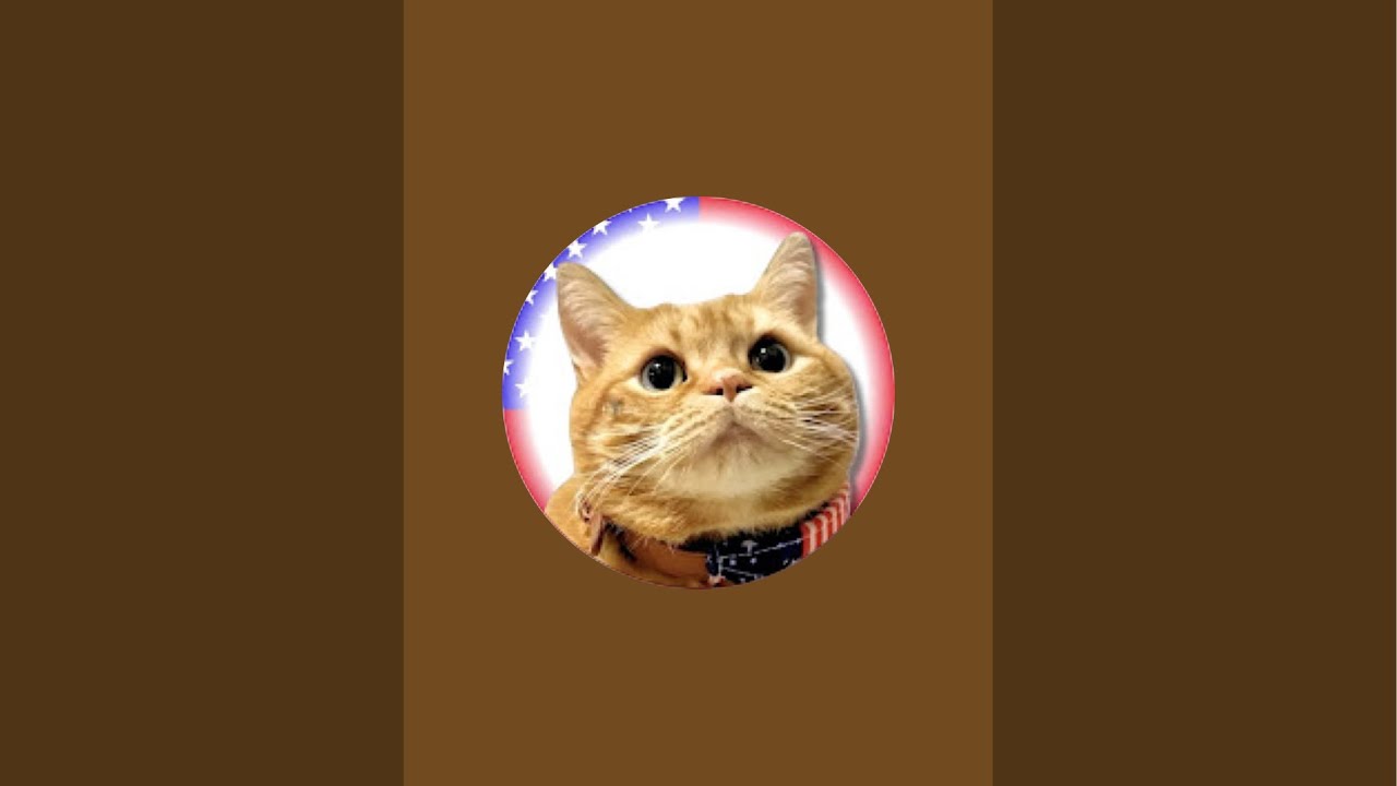 猫TEAの癒しTime がライブ配信中！