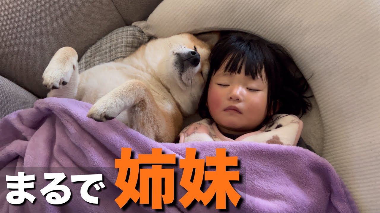まるで姉妹のように、くっつきあって眠る柴犬と１歳児が可愛すぎ…