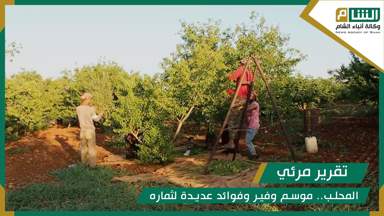 المحلب.. موسم وفير وفوائد عديدة لثماره.