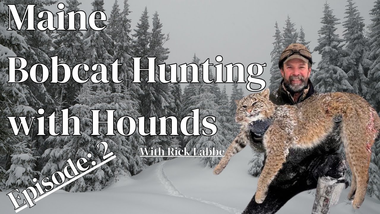 Hunting Bobcats with Rick Labbe, Episode 2: Hounds, Training, Tradition in Maine #hunting #hound