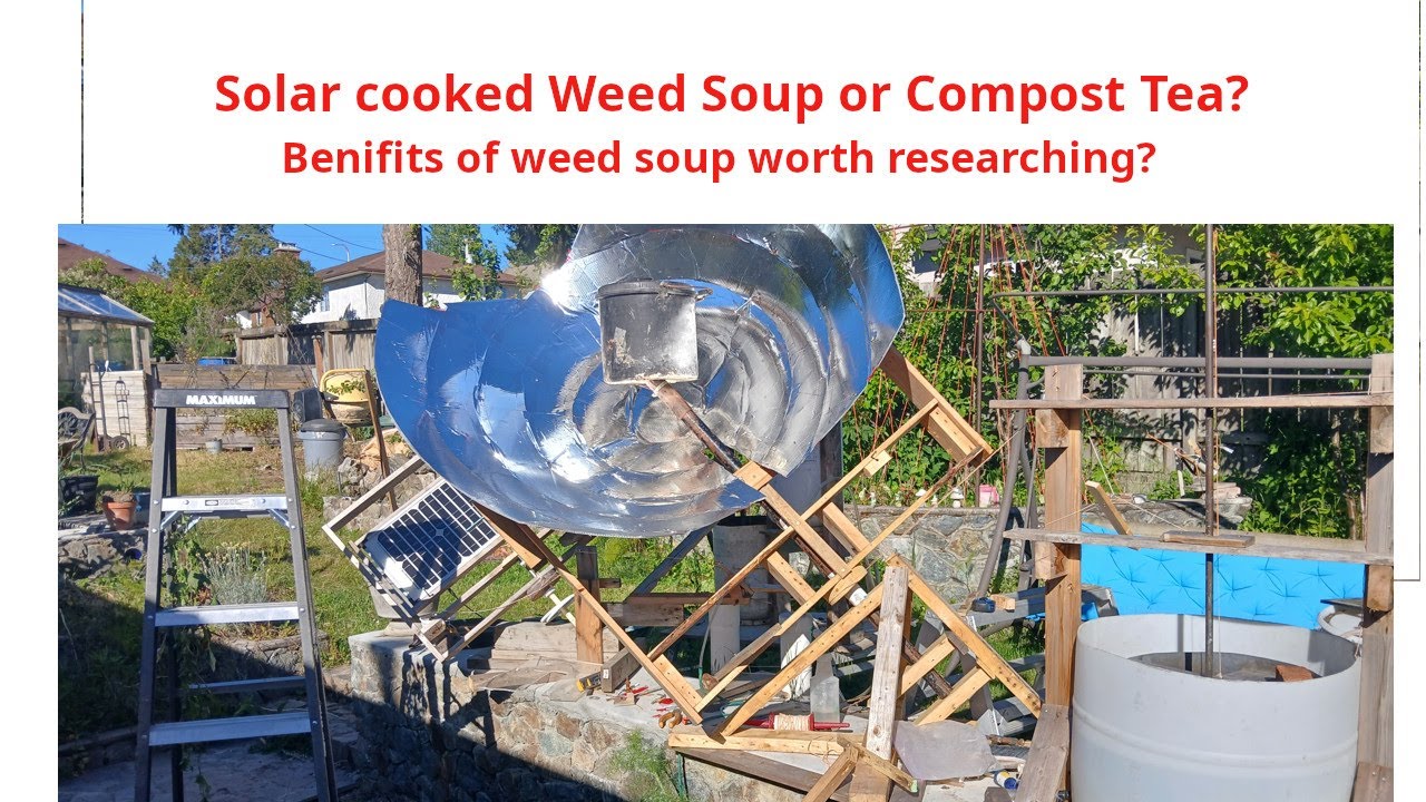 Weed soup better than compost tea?  Solar steamed soil and weed soup!