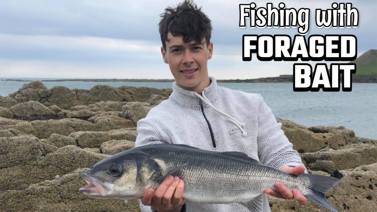 Wormshead Bass Fishing UK - Fishing With Foraged Bait