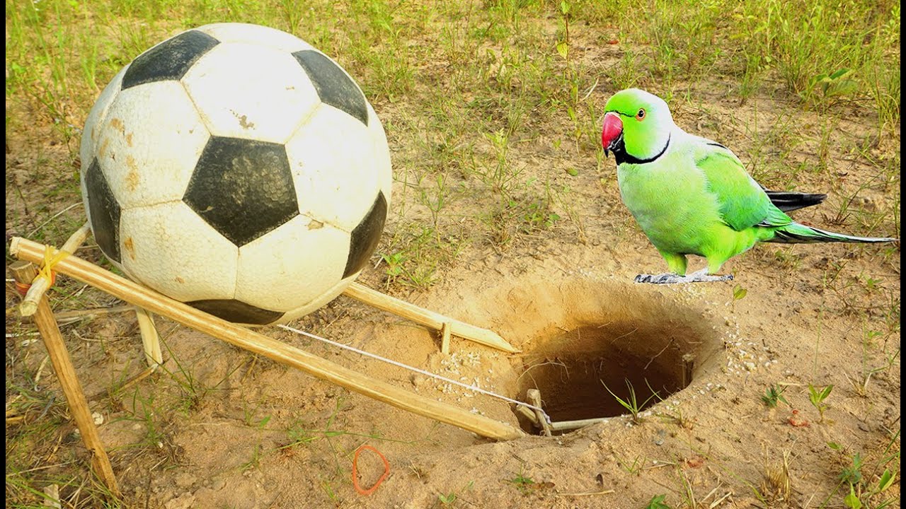 Simple Unique Parrot Bird Trap Using Football