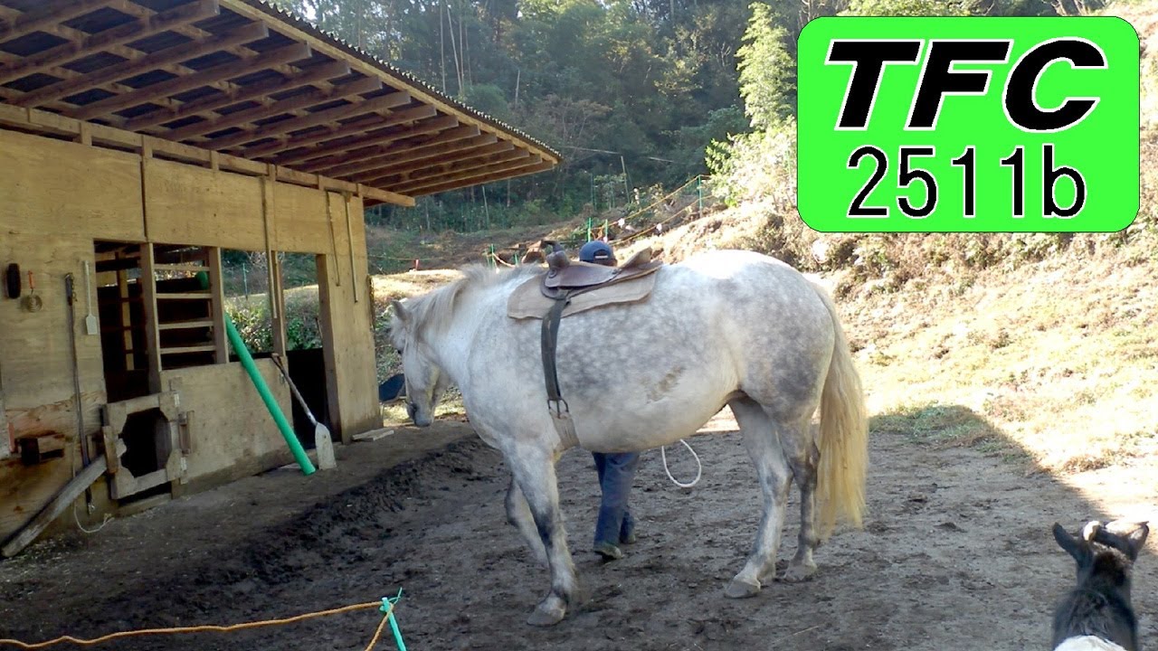 2511b いよいよ乗馬の練習だ 】 いきなり乗馬はできないからねー
