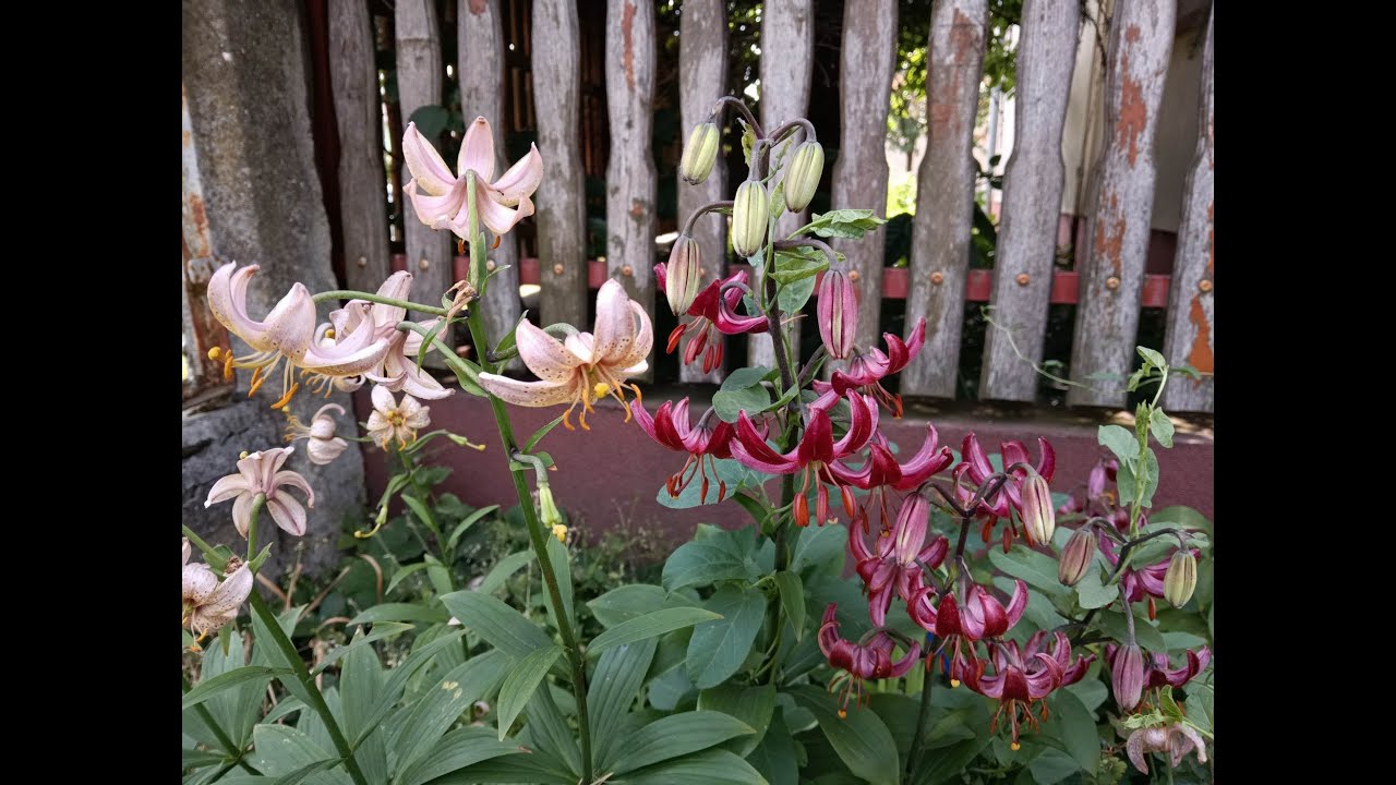 Lily Collection S02E13 – Distinct Martagon lilies, bulbous Alliums and Irises in bloom [4K]