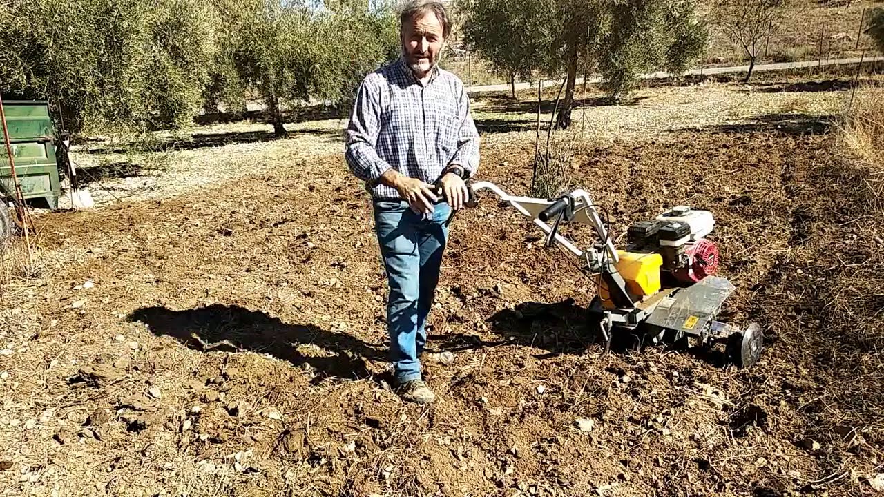 Como sembrar habas a la antigua usanza