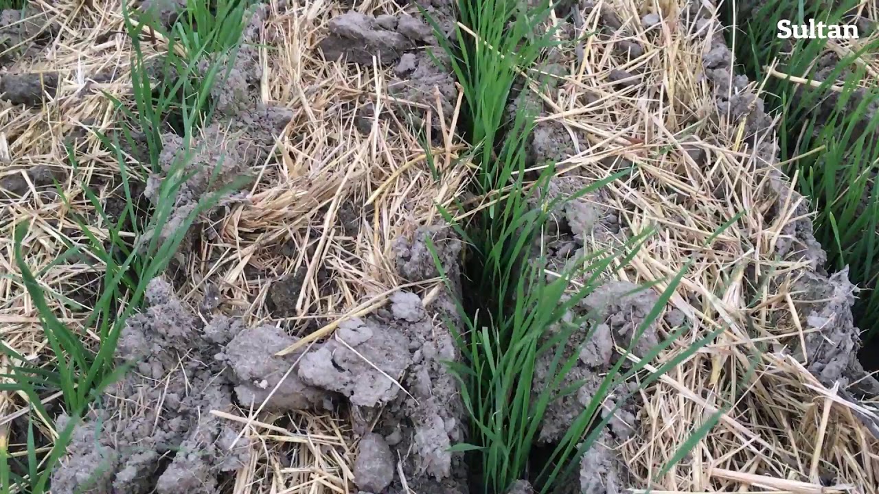 Regenerative agriculture