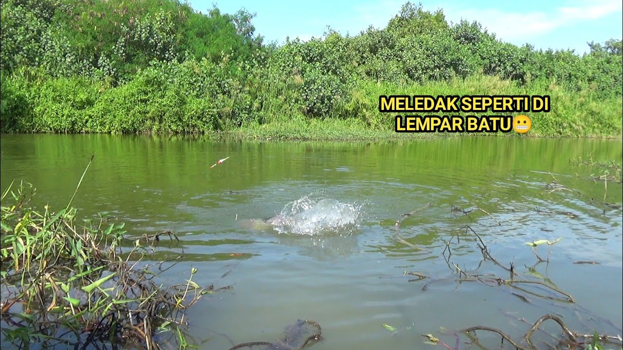 Spot Mancing baru terjamah kalang kabut senar sampai putus