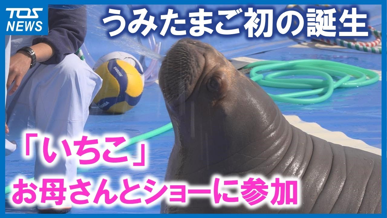 うみたまごで初のセイウチの赤ちゃん「いちこ」お母さんとショーに出演！元気に成長中　全国で20頭ほどしかいないセイウチ…国内での繁殖が課題