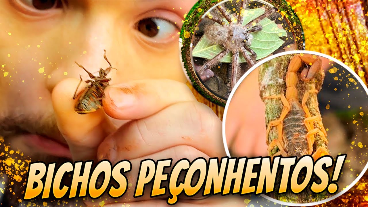 PROCURANDO ANIMAIS SELVAGENS NO MEI DO MATO | wildboppre