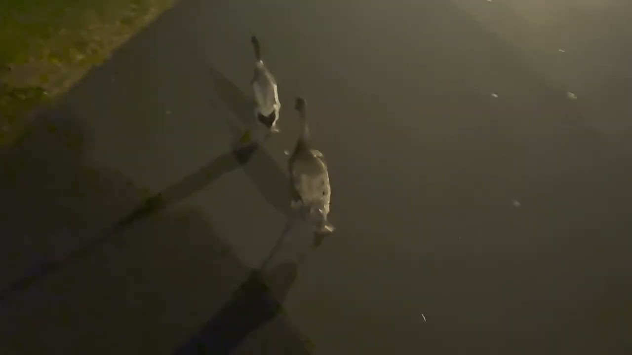 Fast Ducks at Night! Walking Home with Downie & Monterey 🦆🌙 | The Duck Family