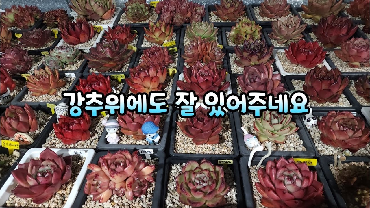 #지미네옥상다육 옥상에 아이들 강추위에도 잘 있어주네요😄