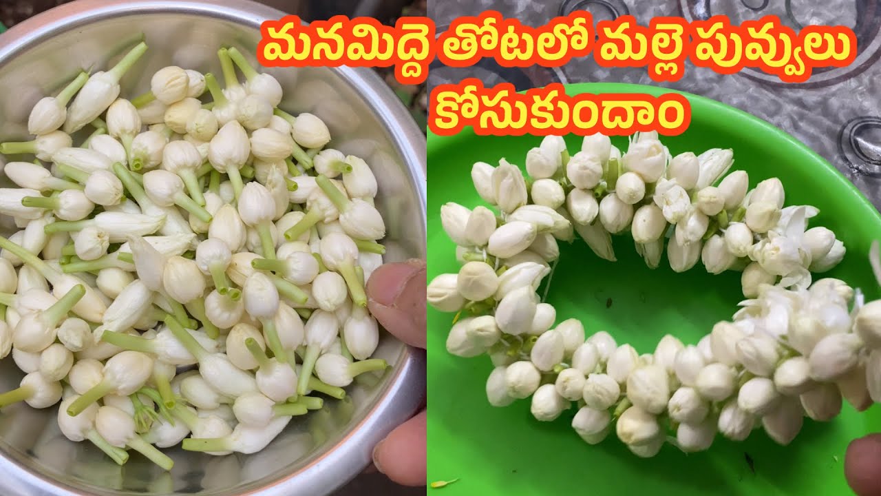 మన మిద్దె తోటలో మల్లె పువ్వులు