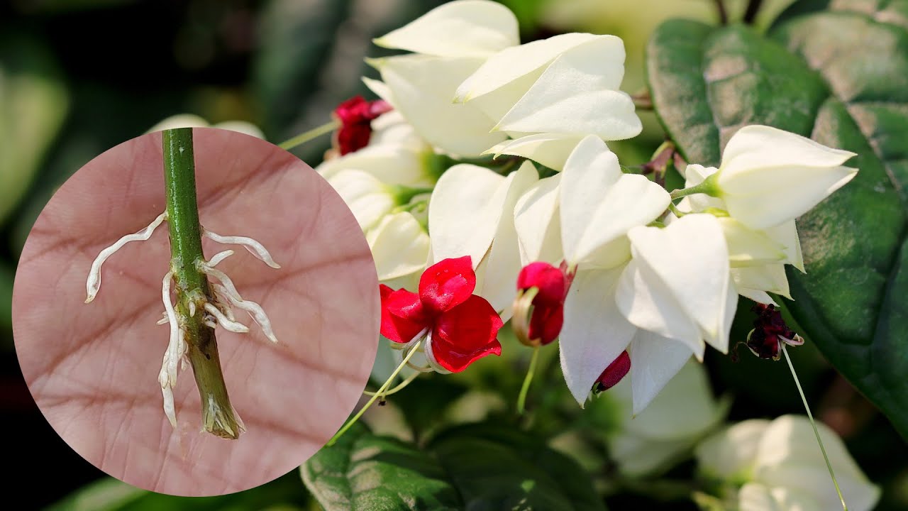 How to Propagate Bleeding Heart Vine from Cuttings
