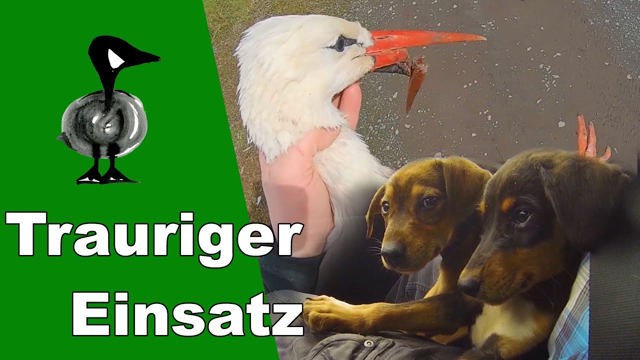 Trauriger Einsatz... und wie alles begann - Tiernotruf #292