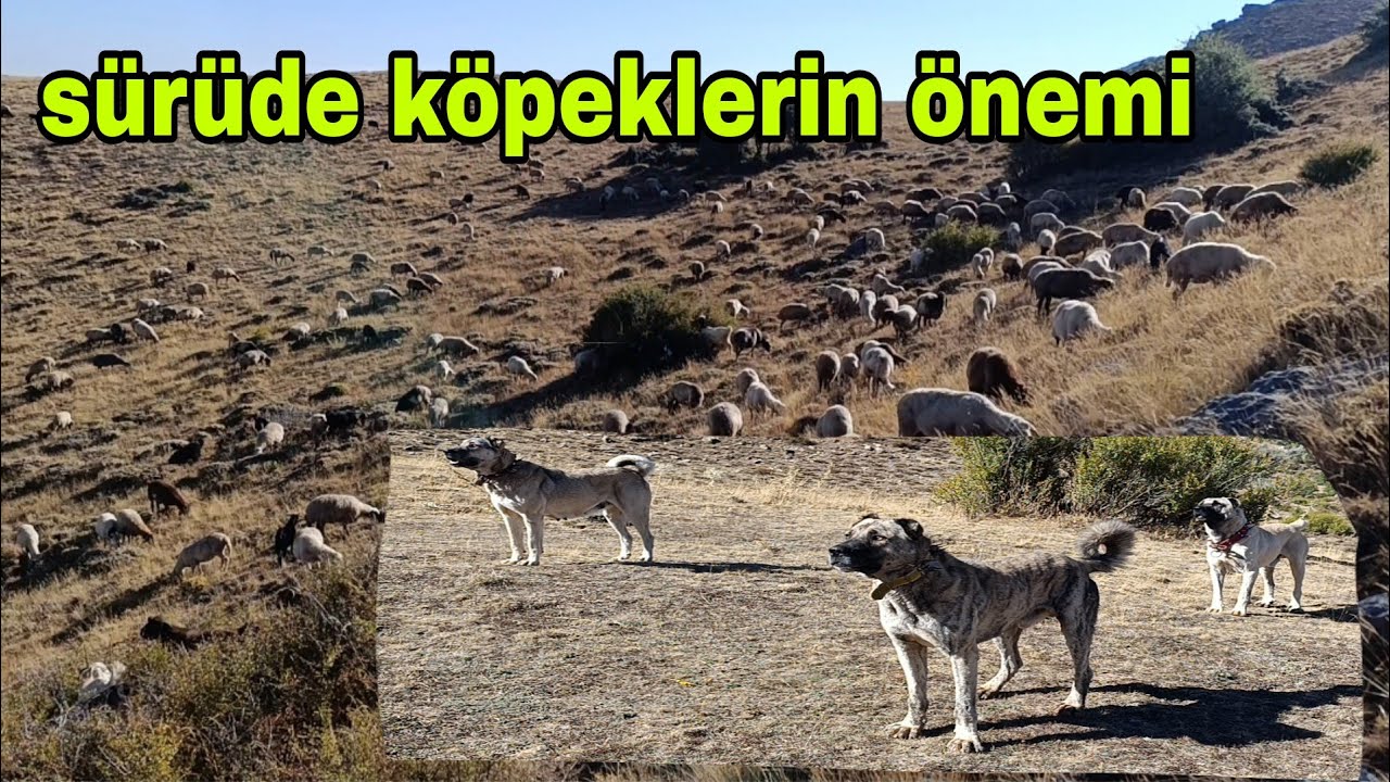 ÇOBAN DAĞDA SÜRÜSÜNÜ KURTÇU KÖPEKLERİ SAYESİNDE GÜDER 