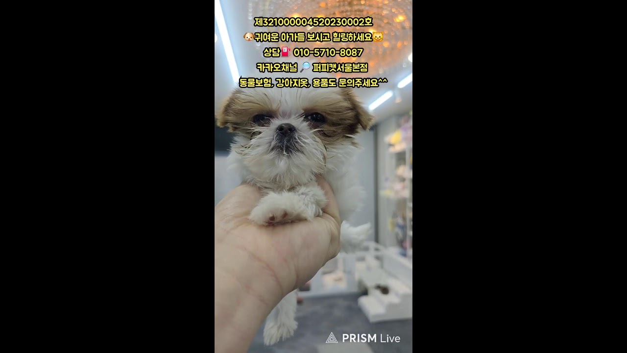 🐶퍼피캣서울본점😺 #퍼피캣  #강아지분양 #고양이 #고양이분양 #애견분양 #댕댕이 #라이브 #live