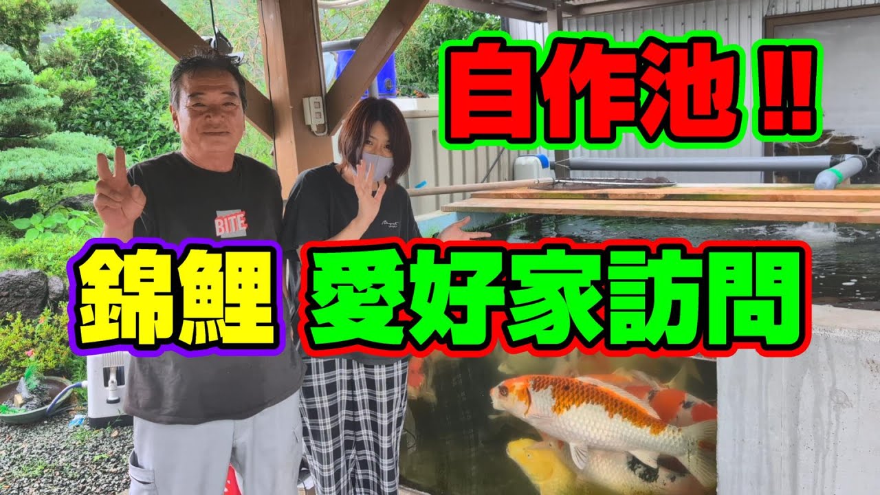 【汚池再生計画】今回は『錦鯉愛好家訪問』自作池や飼育設備見せて貰いました‼＃錦鯉愛好家＃自作池＃koipond#koi＃FRP池＃生け簀＃泳ぐ宝石錦鯉#ปลาคราฟ
