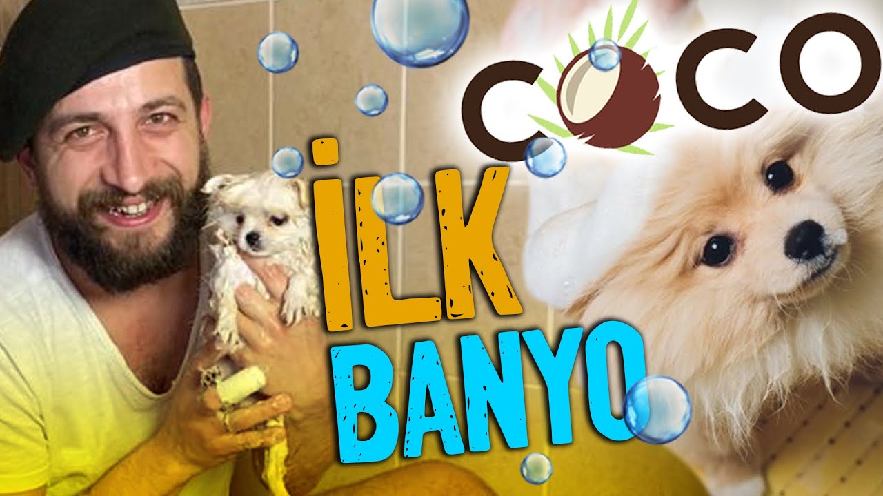 COCO'NUN İLK BANYOSU (POMERANİAN DUŞ)
