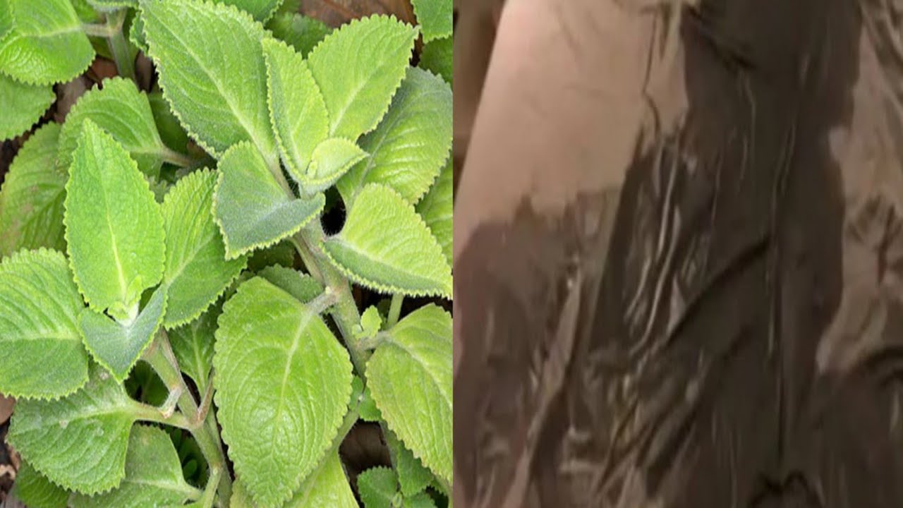 kozase ekibwankulata bwoti okufuna amazzi mu mana