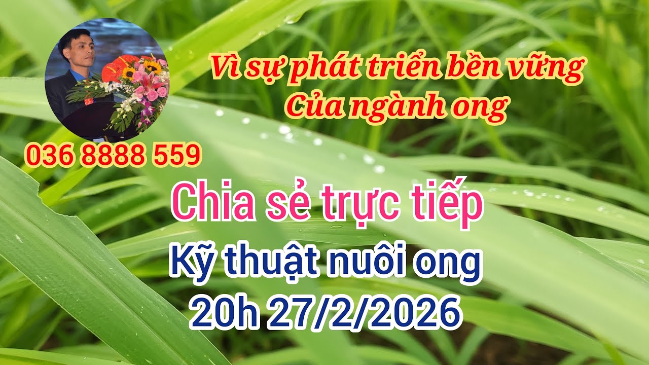 Ong mật vùng cao đang phát trực tiếp!