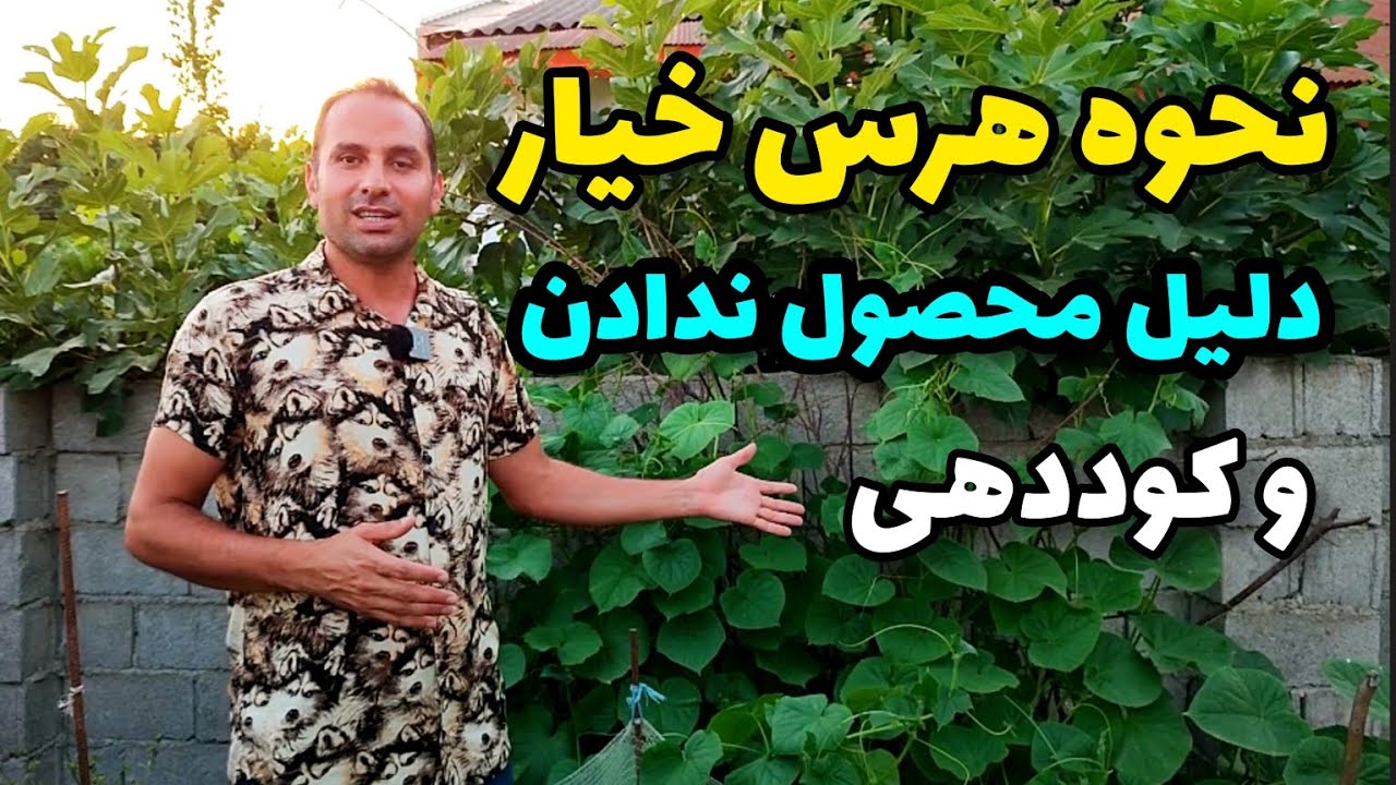 همه چیز درباره خیار . اعلام اسامی برندگان کارت به کارت پانصد هزار تومانی.