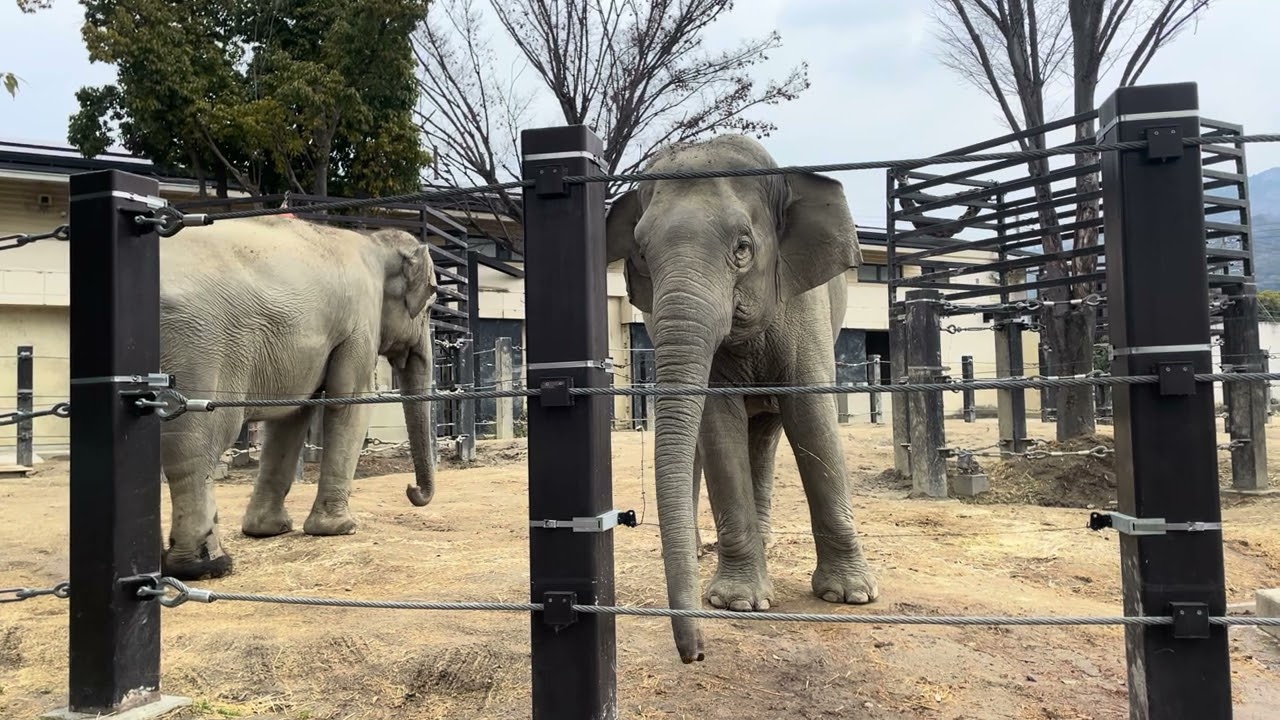 ブンニュン大きくなったね　京都動物園に久しぶりに行きました　子象たちすっかり大人だね