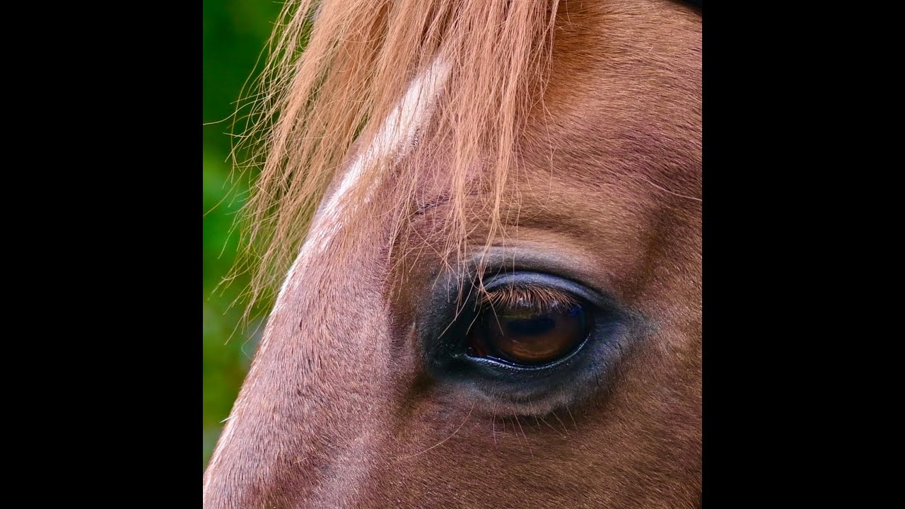 Coolmore Ireland