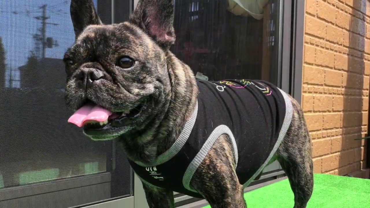 【犬服】ワンちゃんの服を作ろう！【作り方】ユニクロのTシャツをワンちゃんのタンクトップにリメイク！