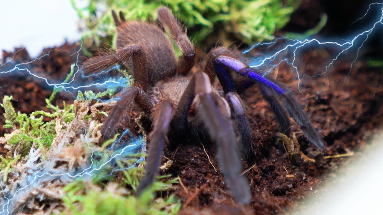 Elektryczny pająk ptasznik | Chilobrachys sp electric blue