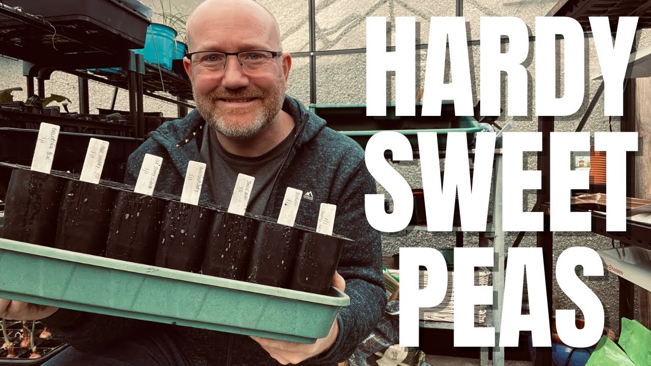 How To Sow Sweet Peas | Hardy Sweet Peas | A Nod To Steve @GreenSideUp