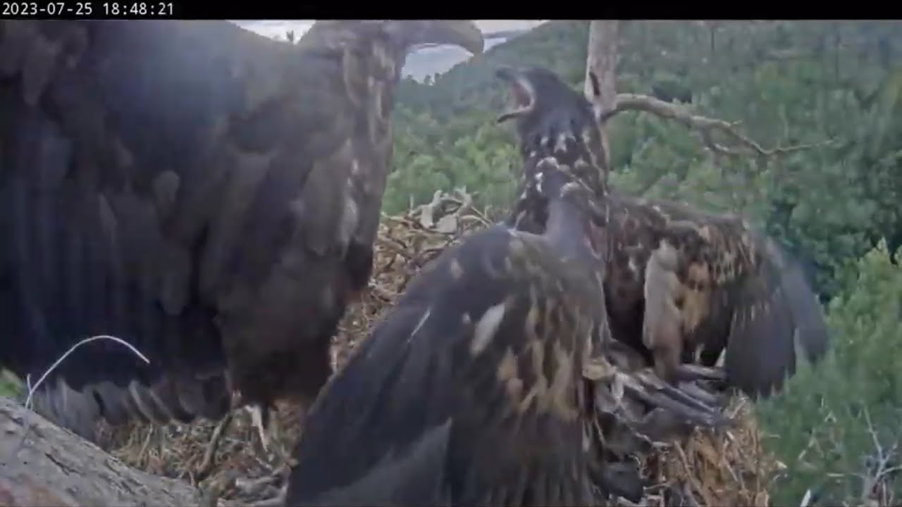 Kama and Chulman. THE BATTLE WITH the eaglet./ Кама и Чулман. Битва с орленком