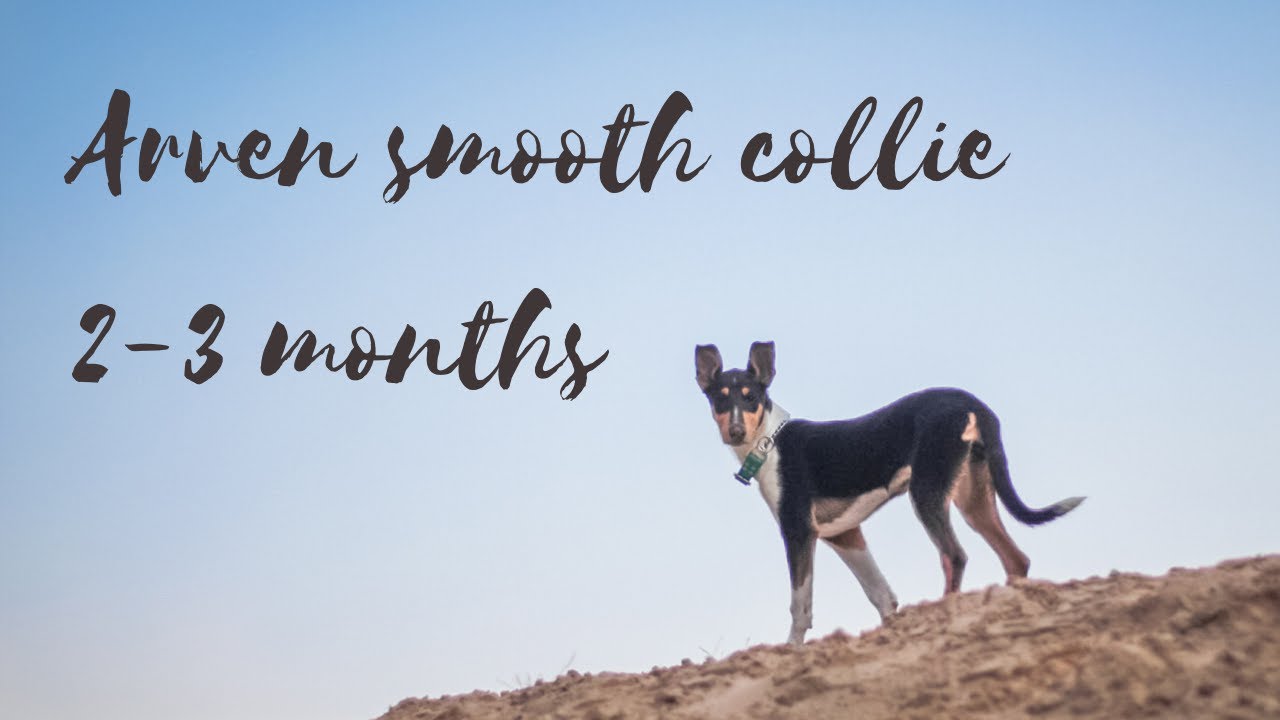 Arven smooth collie | 2-3 months