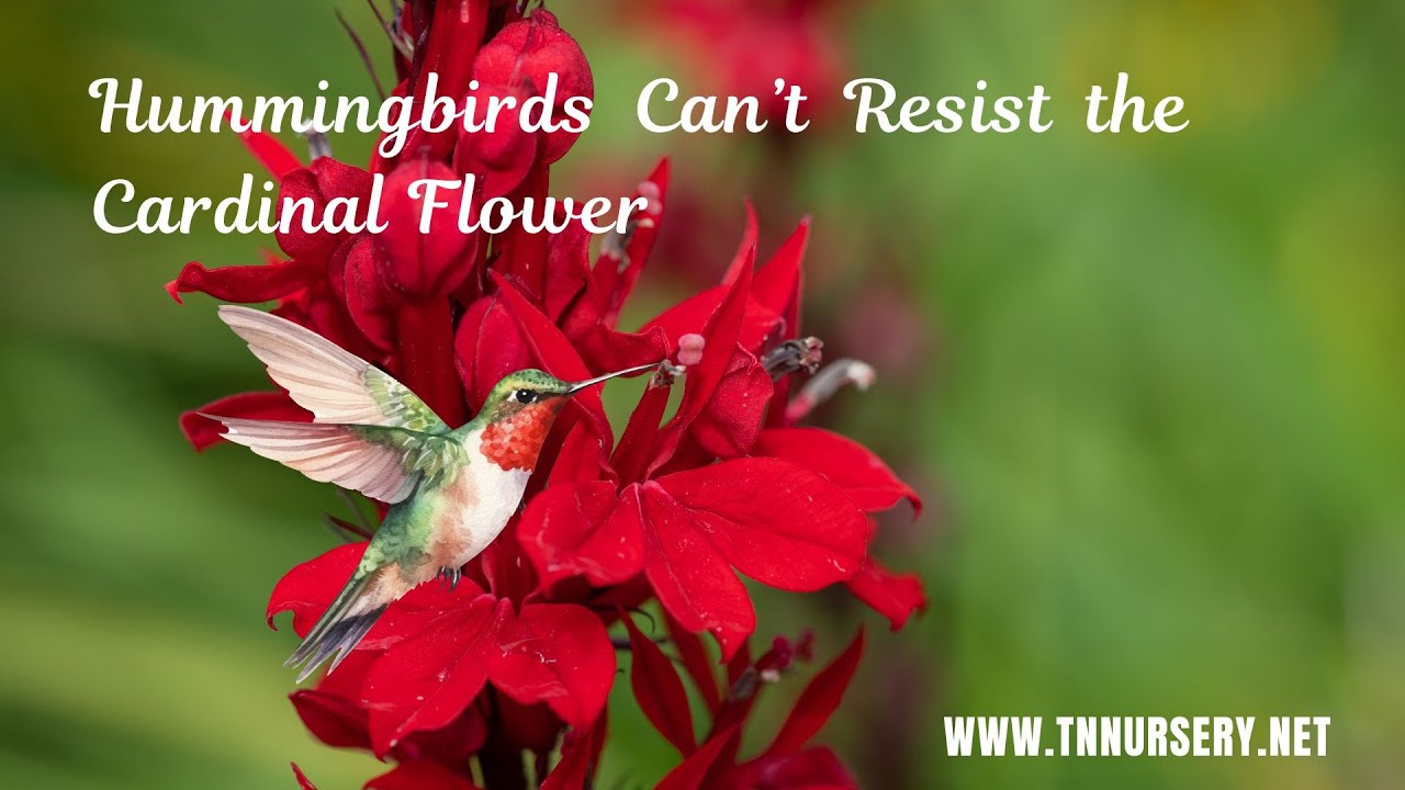 Hummingbirds Can&rsquo;t Resist the Cardinal Flower #CardinalFlower