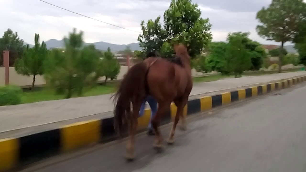Zuljanah Walk (duldul badshah Wah Cantt)