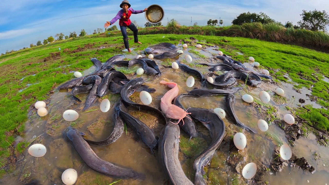 Wild Fish Discovery! Catfish Feeding Experiment! Throwing Eggs Into Mud Field .