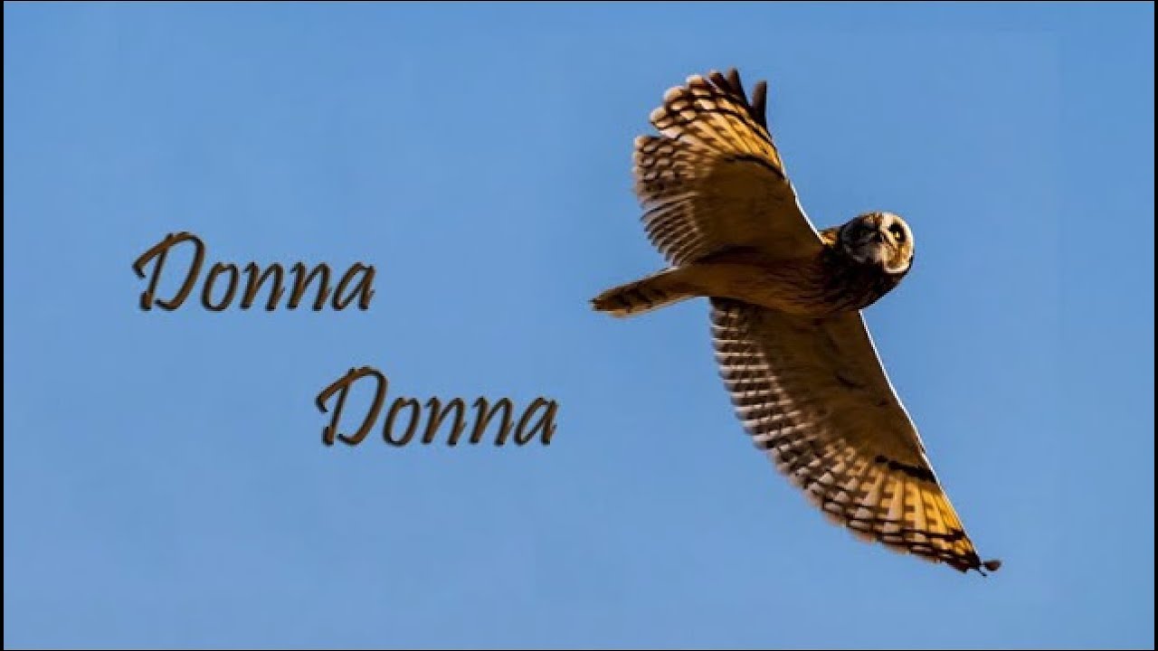 Donna Donna - Joan Baez Acoustic Cover, by Ümit Yalçınalp @SirenSongJazz  & Gökçe Türkmendağ