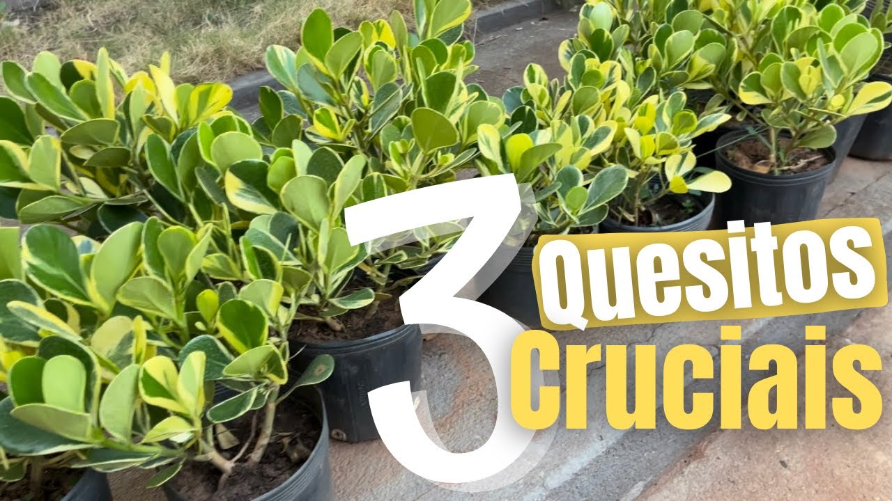 04 dicas SIMPLES no cultivo da variegata (Clusia)