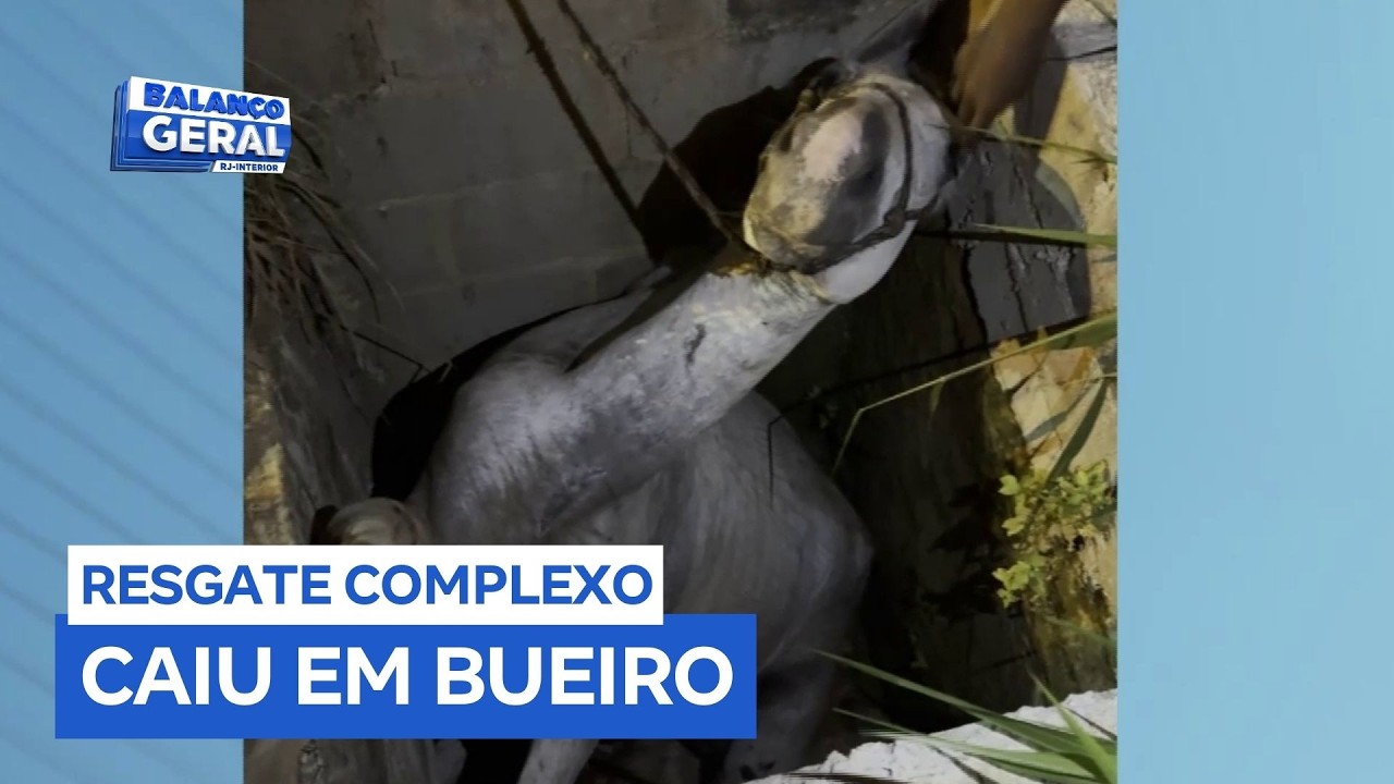 Moradores se unem para resgatar cavalo que caiu em bueiro no interior do Rio de Janeiro
