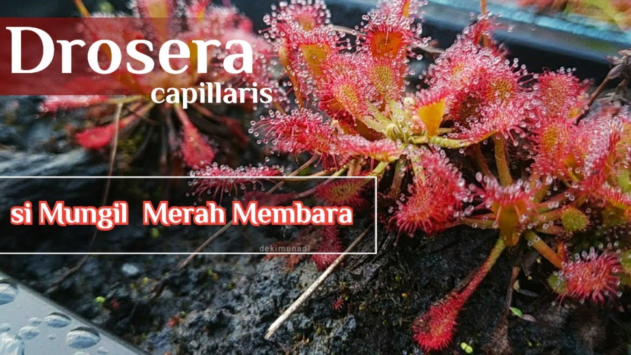 Mengenal Tanaman Karnivora Drosera capillaris si Mungil yang Merah Merona