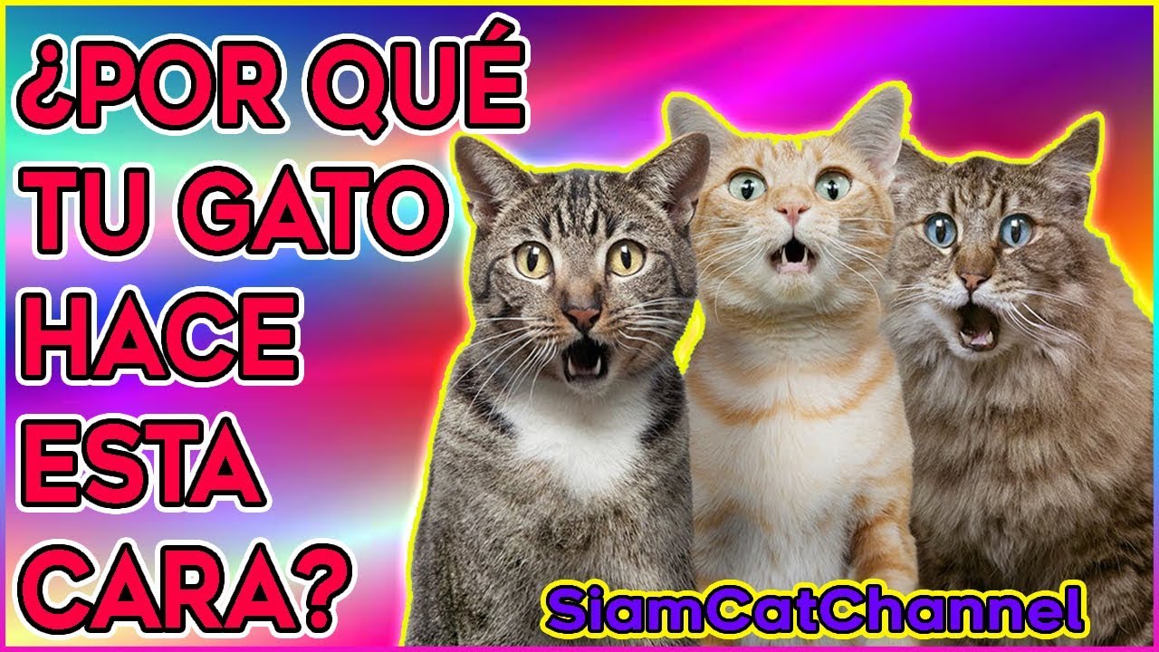 ¿Por Qué Los Gatos Abren La Boca Cuando Huelen Algo? - SiamCatChannel