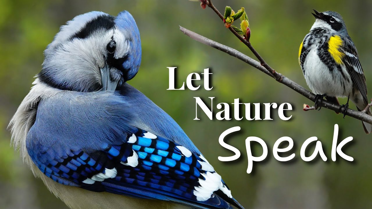 Blue Jay Preening in the Morning Sun | Let Nature Do the Talking
