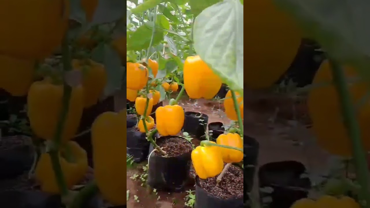 Paprika ku ngagebur
