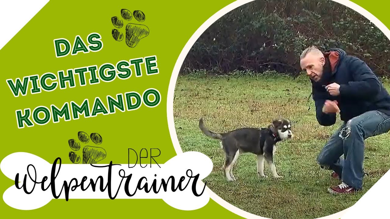 Das wichtigste Kommando im Hundetraining! ☝️ | Der Welpentrainer | sixx