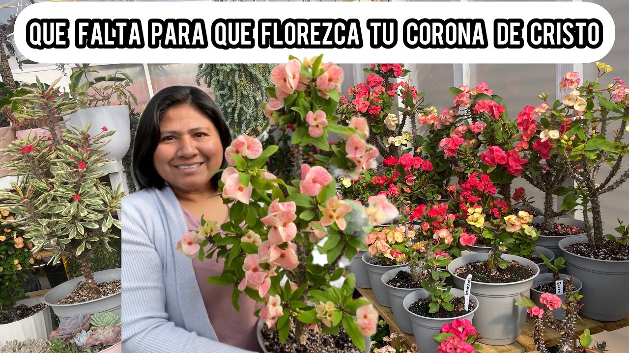 QUE FALTA PARA QUE FLOREZCAN TUS CORONAS DE CRISTO