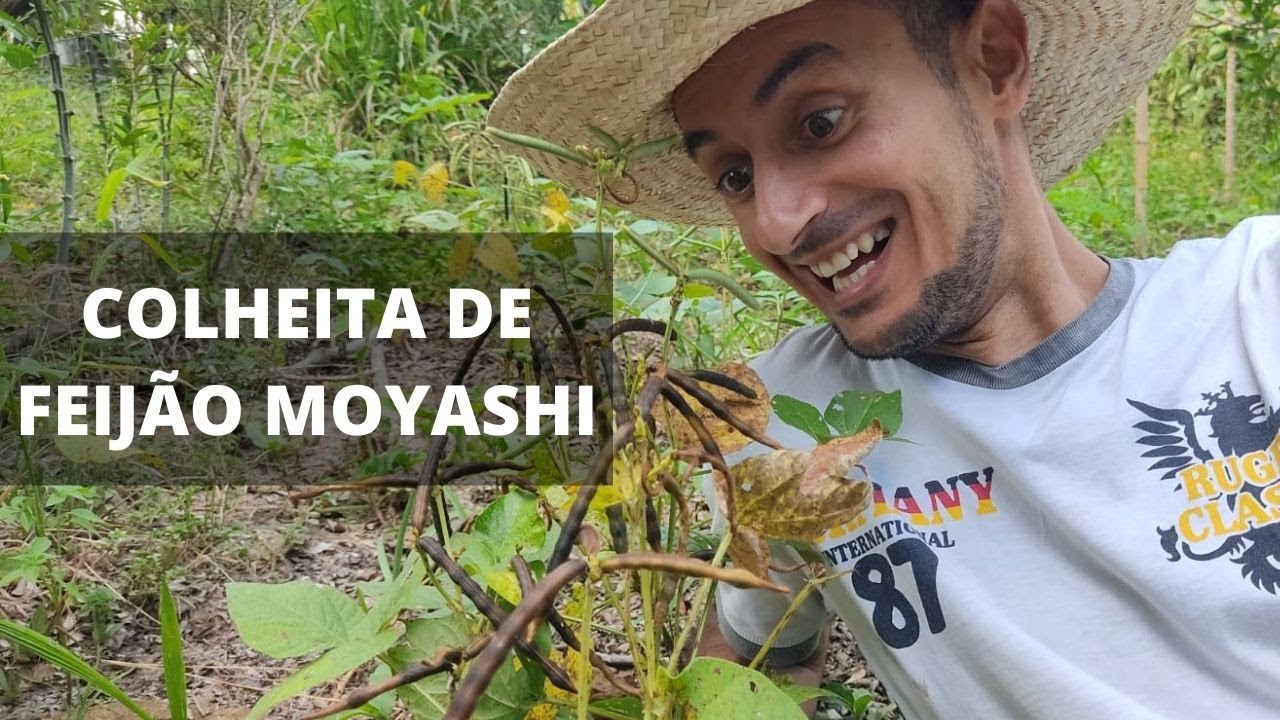 MINHA PRIMEIRA COLHEITA DE FEIJÃO MOYASHI🌱🌾