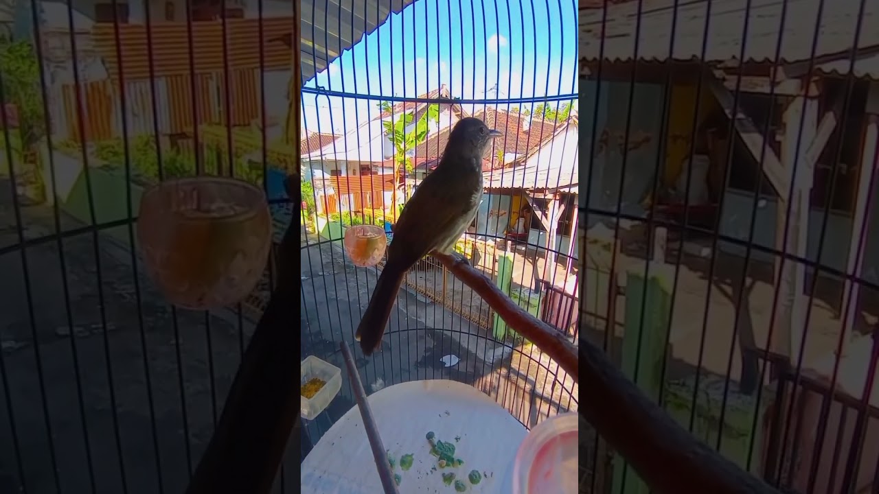 BURUNG CUCAK RAWIS GACOR