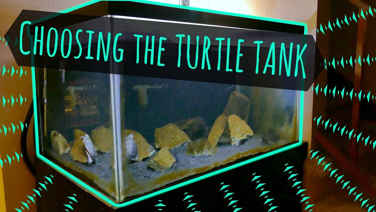 Выбор аквариума для черепахи: тип, размер и многое другое! | Turtle 101